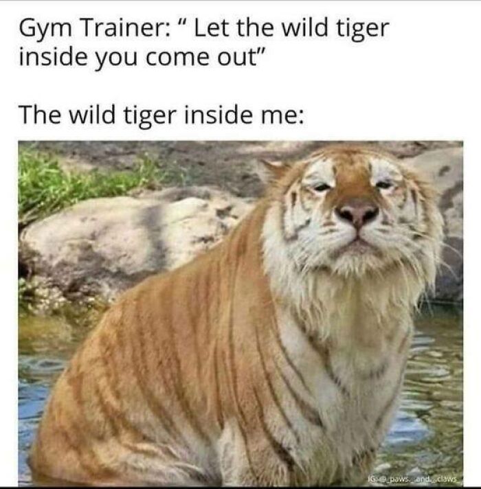 Prepare to Smile: 77 Animal Memes That Are Too Cute to Handle