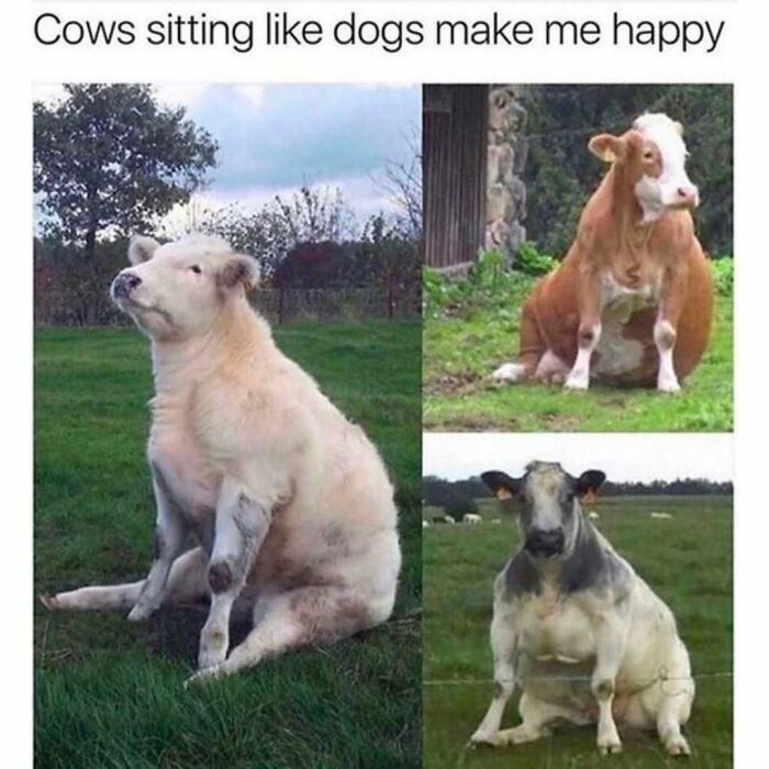 Prepare to Smile: 77 Animal Memes That Are Too Cute to Handle