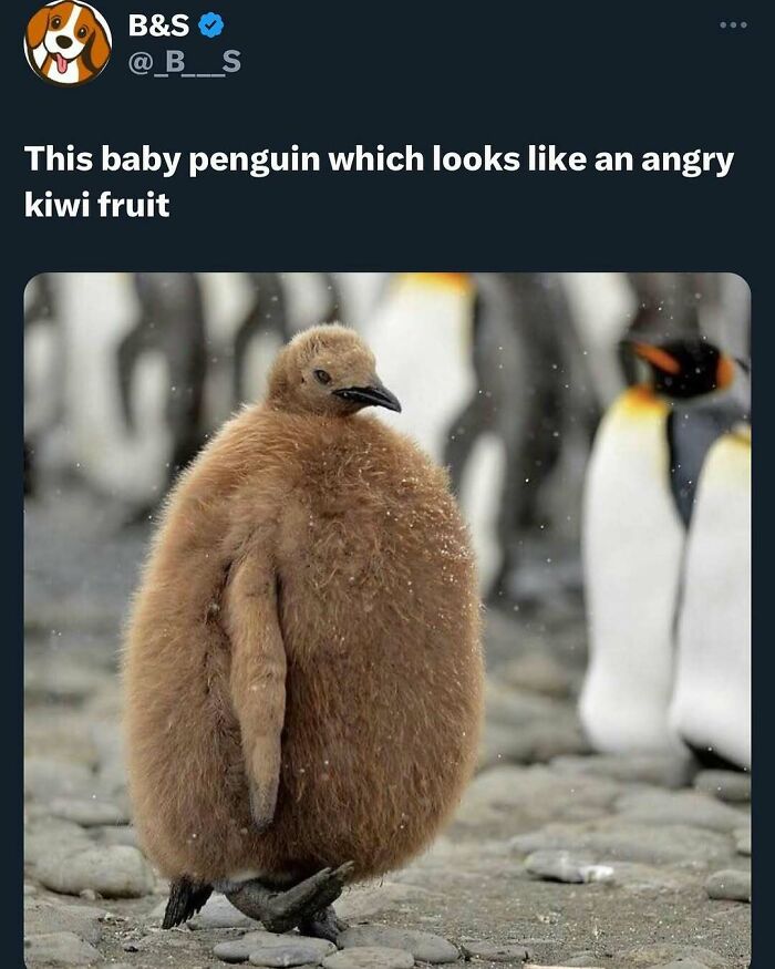 Prepare to Smile: 77 Animal Memes That Are Too Cute to Handle