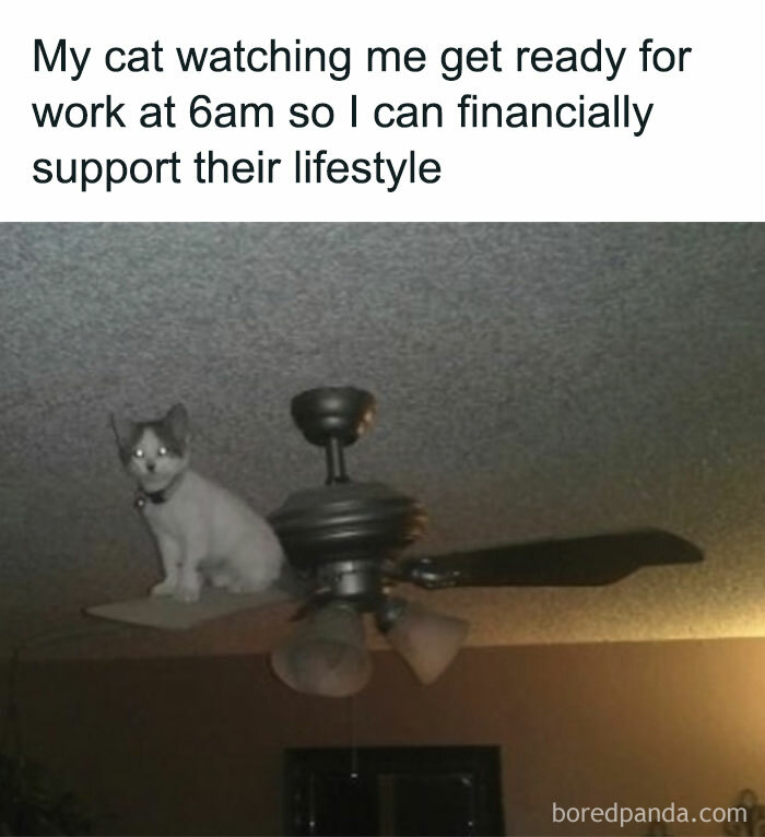 Prepare to Smile: 77 Animal Memes That Are Too Cute to Handle