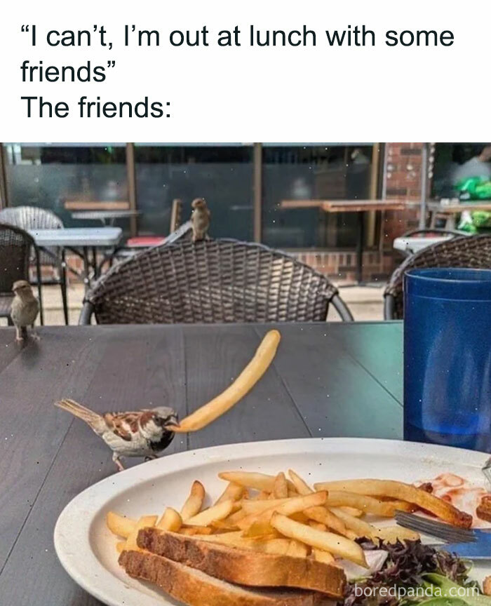Prepare to Smile: 77 Animal Memes That Are Too Cute to Handle