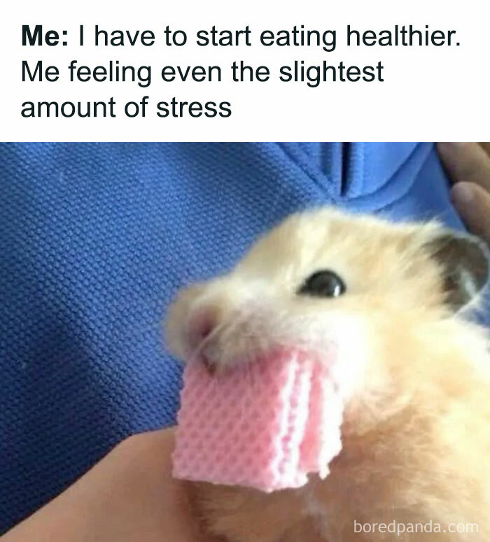 Prepare to Smile: 77 Animal Memes That Are Too Cute to Handle