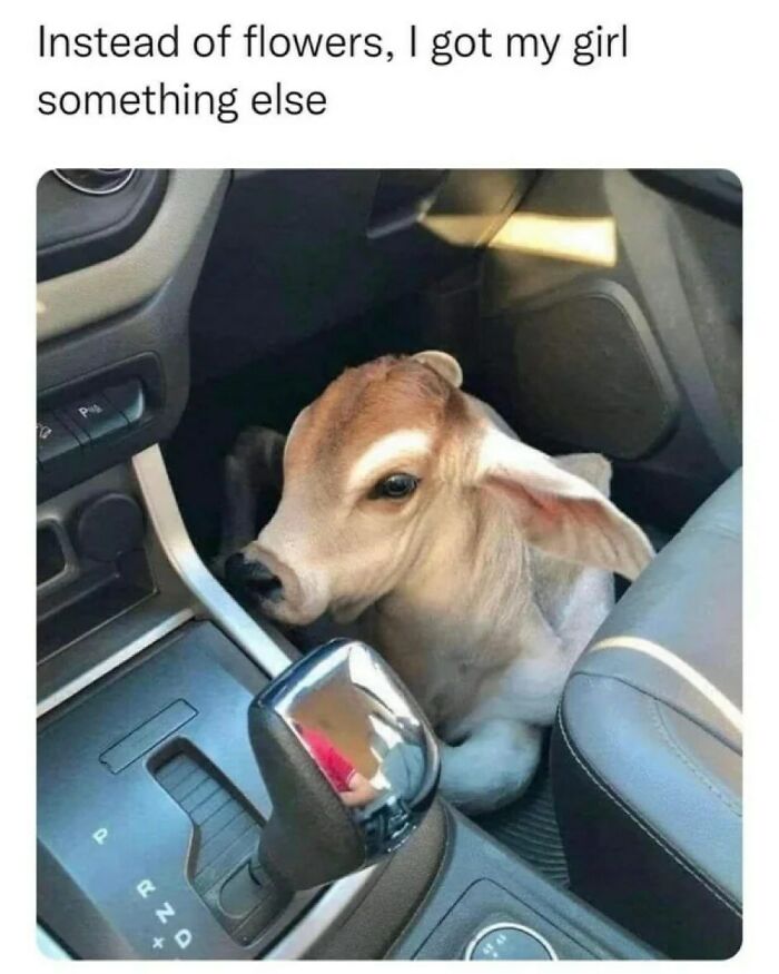 Prepare to Smile: 77 Animal Memes That Are Too Cute to Handle