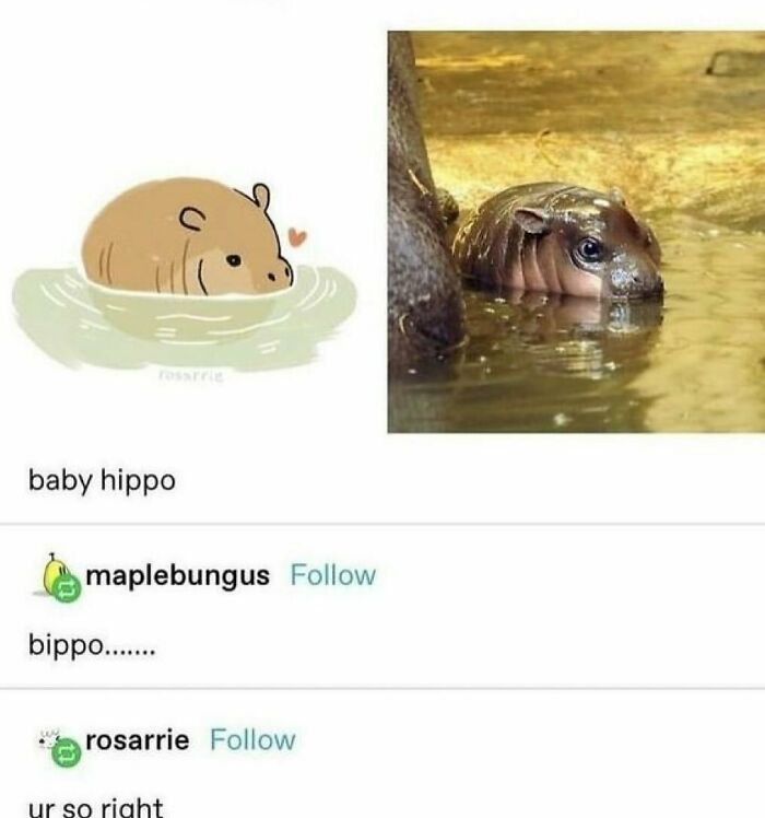Prepare to Smile: 77 Animal Memes That Are Too Cute to Handle