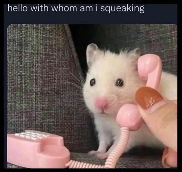Prepare to Smile: 77 Animal Memes That Are Too Cute to Handle