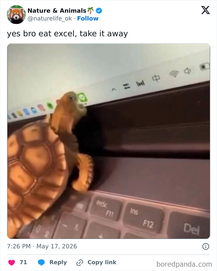 Prepare to Smile: 77 Animal Memes That Are Too Cute to Handle