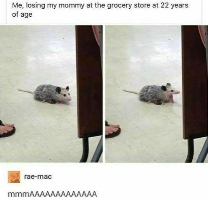 Prepare to Smile: 77 Animal Memes That Are Too Cute to Handle