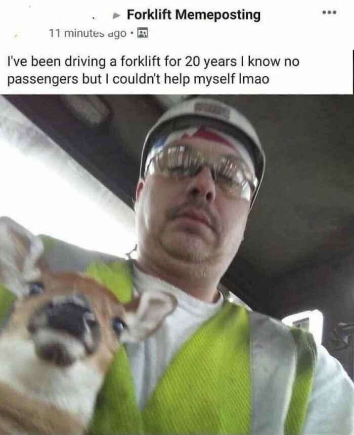 Prepare to Smile: 77 Animal Memes That Are Too Cute to Handle