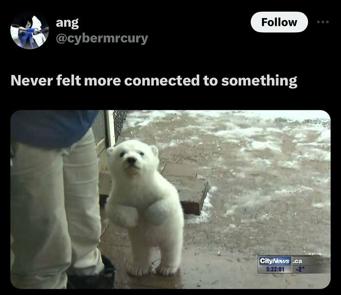 Prepare to Smile: 77 Animal Memes That Are Too Cute to Handle