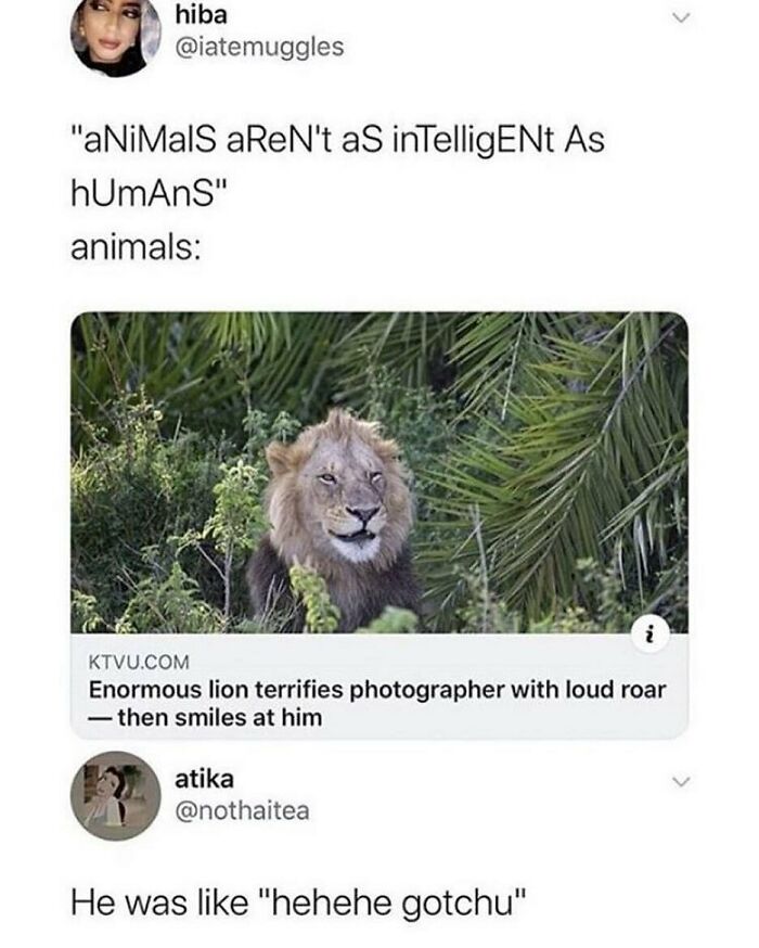 Prepare to Smile: 77 Animal Memes That Are Too Cute to Handle