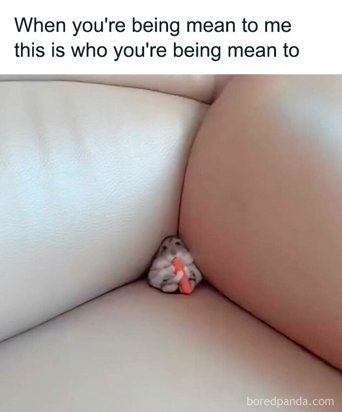 Prepare to Smile: 77 Animal Memes That Are Too Cute to Handle