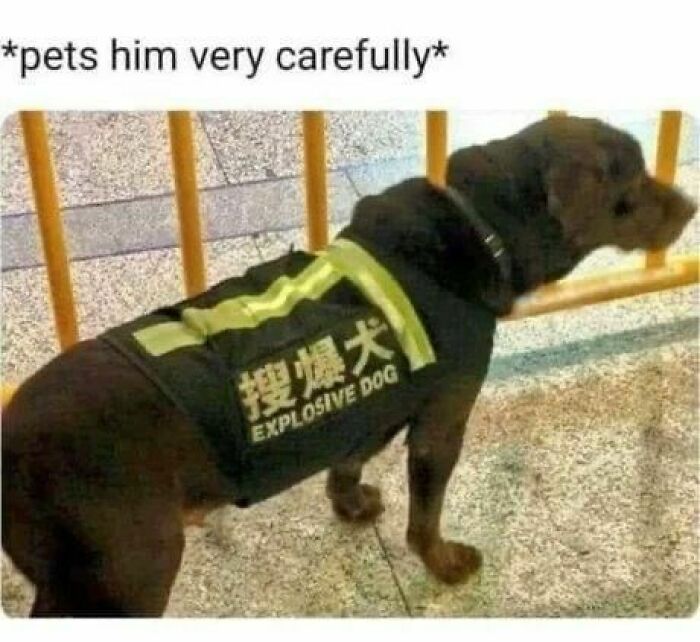 Prepare to Smile: 77 Animal Memes That Are Too Cute to Handle