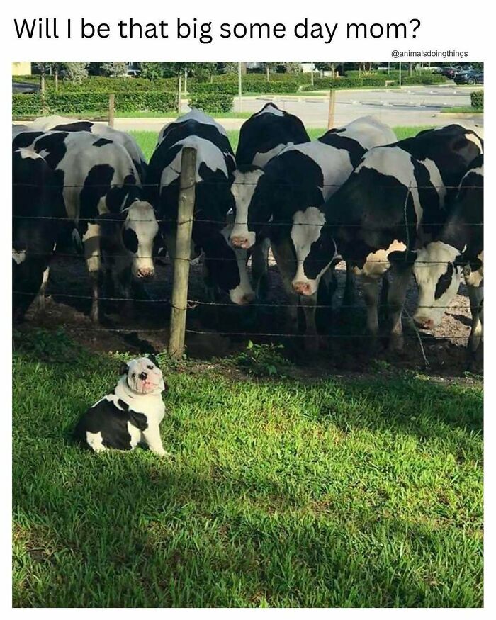 Prepare to Smile: 77 Animal Memes That Are Too Cute to Handle