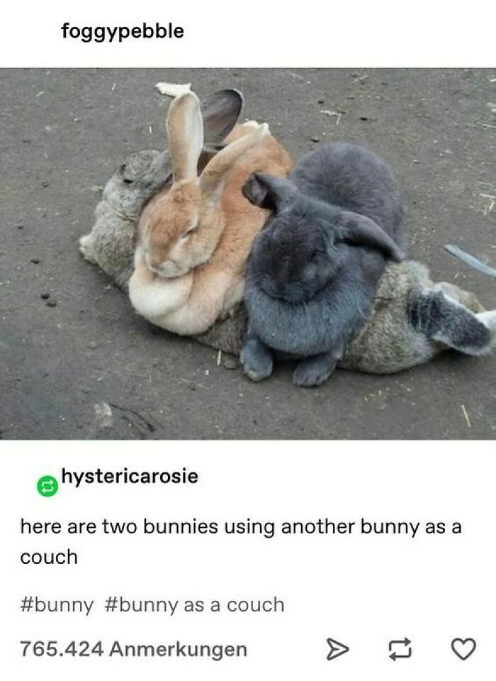 Prepare to Smile: 77 Animal Memes That Are Too Cute to Handle