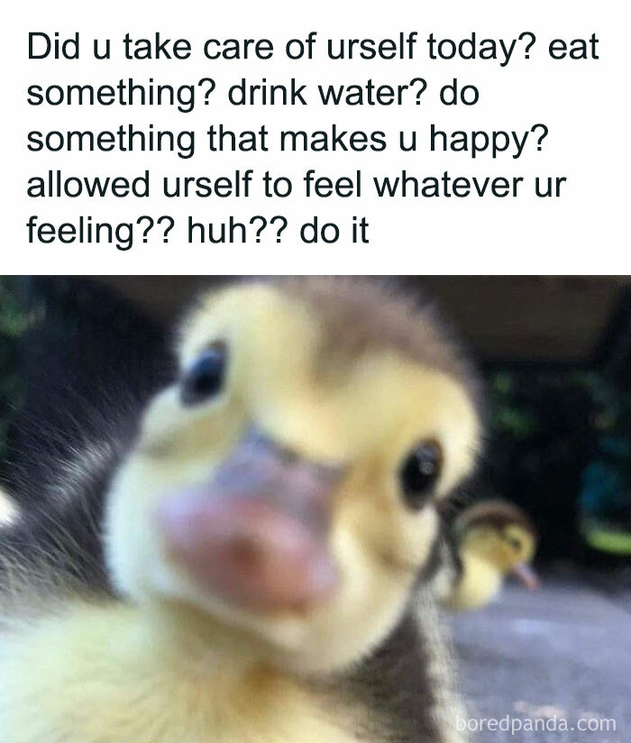 Prepare to Smile: 77 Animal Memes That Are Too Cute to Handle