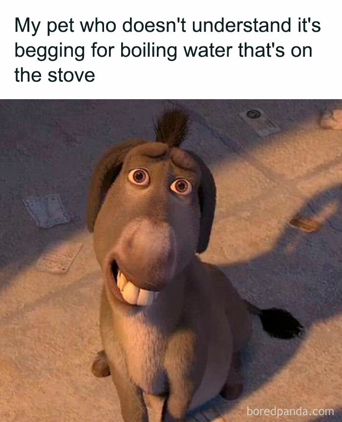 Prepare to Smile: 77 Animal Memes That Are Too Cute to Handle