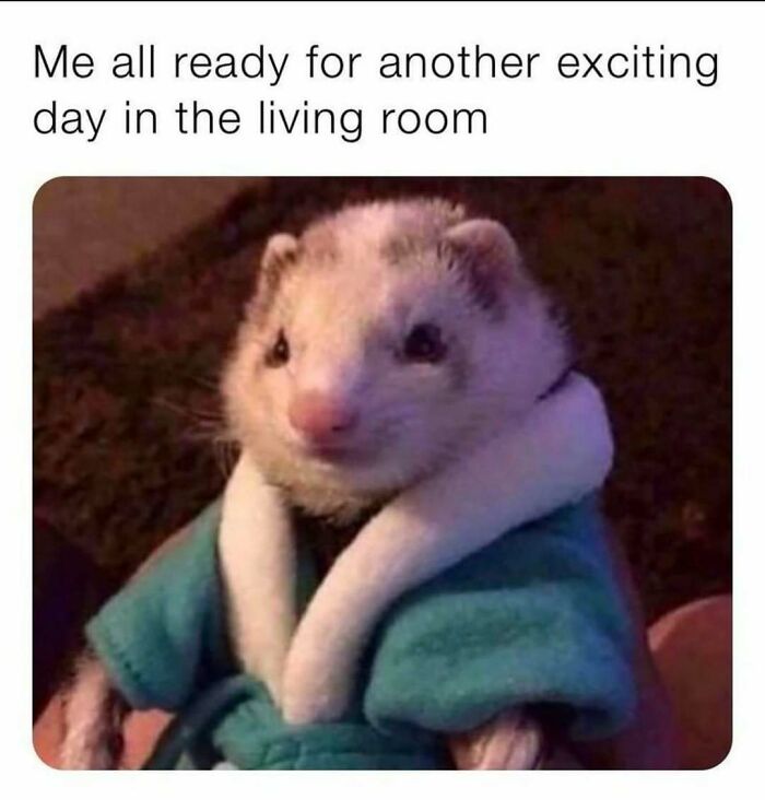 Prepare to Smile: 77 Animal Memes That Are Too Cute to Handle