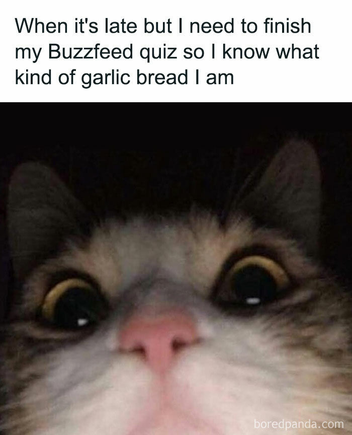 Prepare to Smile: 77 Animal Memes That Are Too Cute to Handle
