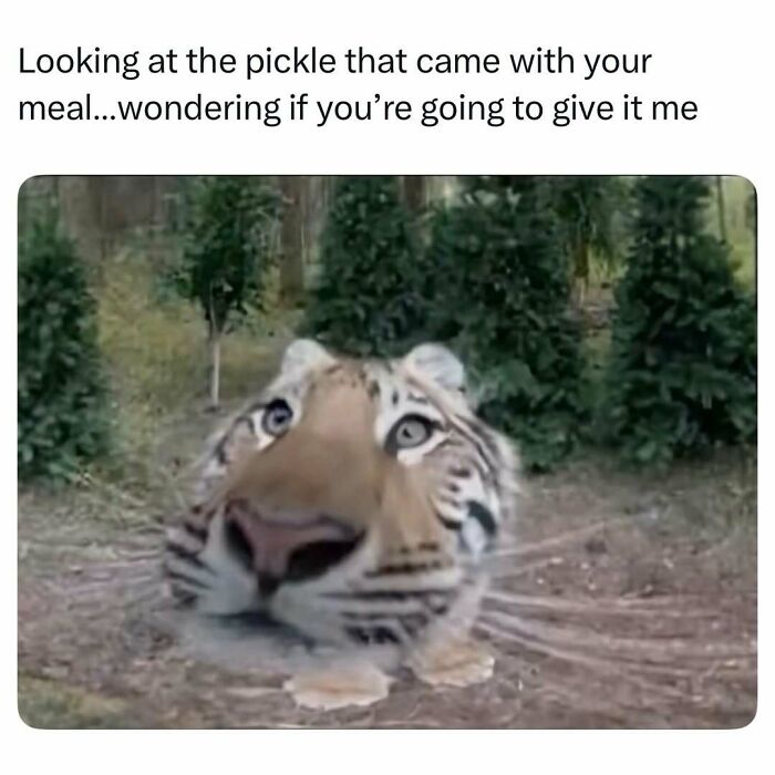 Prepare to Smile: 77 Animal Memes That Are Too Cute to Handle