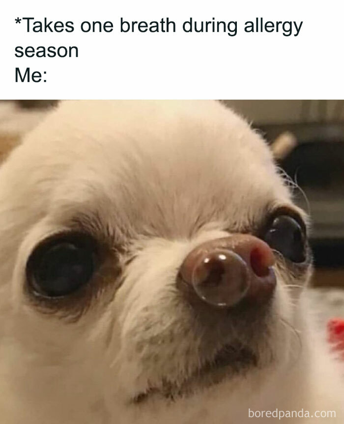Prepare to Smile: 77 Animal Memes That Are Too Cute to Handle