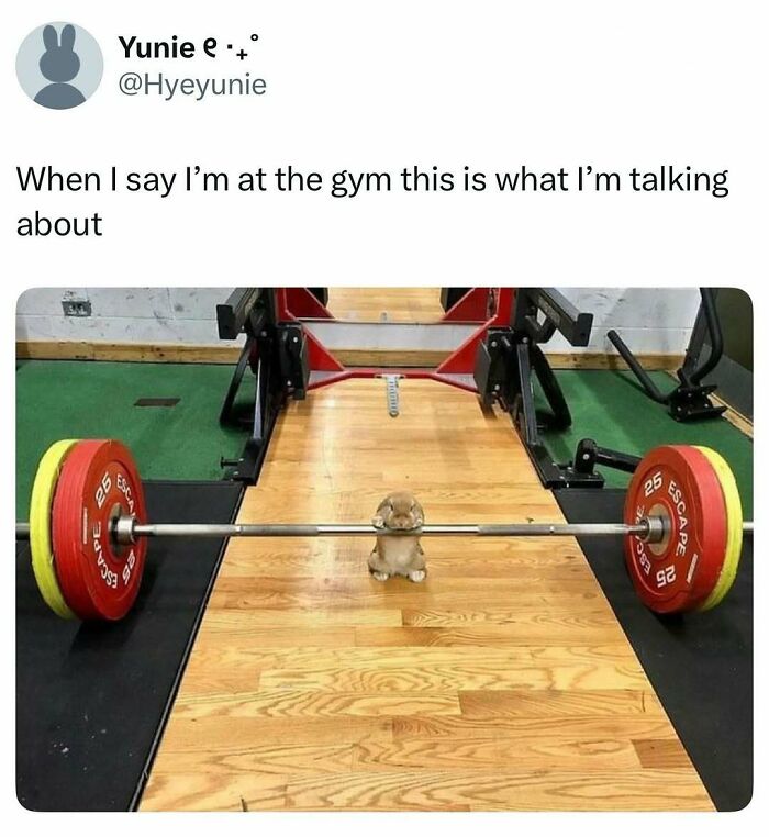 Prepare to Smile: 77 Animal Memes That Are Too Cute to Handle