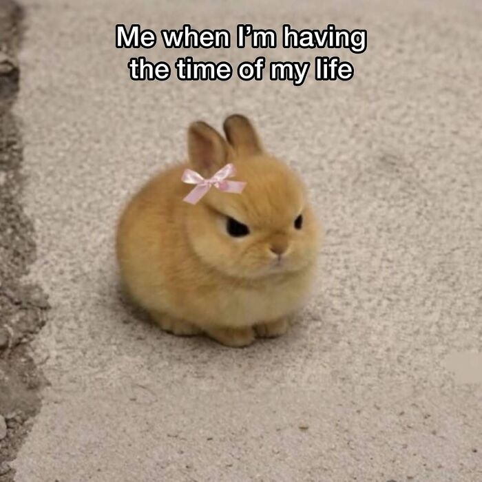 Prepare to Smile: 77 Animal Memes That Are Too Cute to Handle