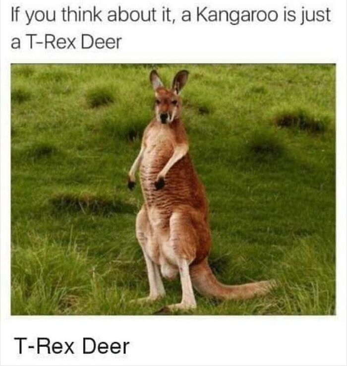 Prepare to Smile: 77 Animal Memes That Are Too Cute to Handle