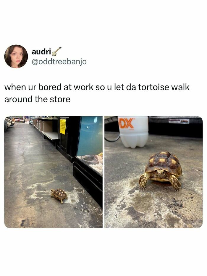 Prepare to Smile: 77 Animal Memes That Are Too Cute to Handle