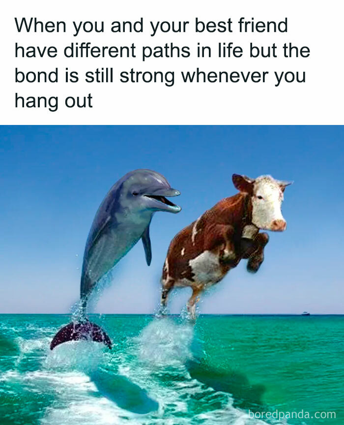 Prepare to Smile: 77 Animal Memes That Are Too Cute to Handle