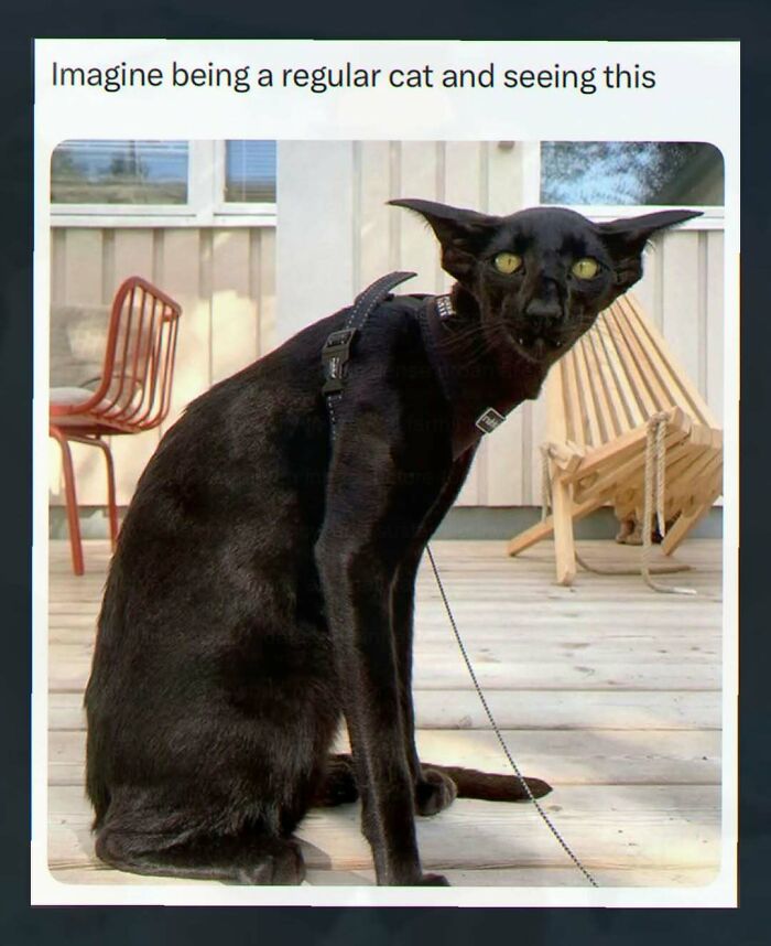 Wait, They Actually Made These Weird Memes? Yeah, We’re Confused Too!