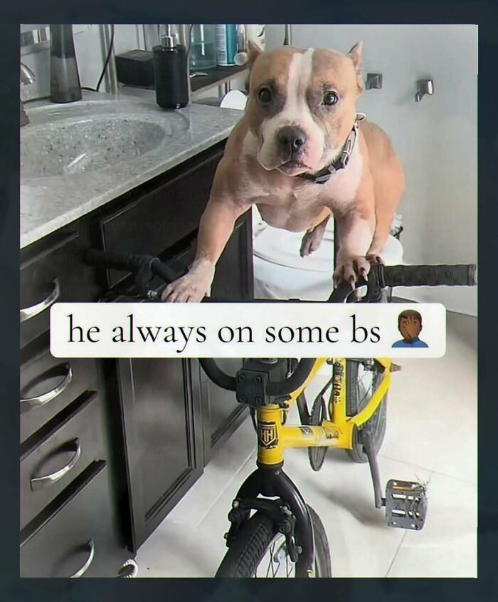 Wait, They Actually Made These Weird Memes? Yeah, We’re Confused Too!
