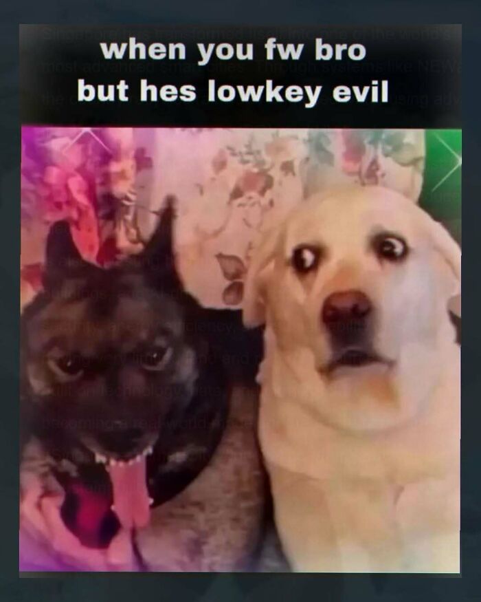 Wait, They Actually Made These Weird Memes? Yeah, We’re Confused Too!