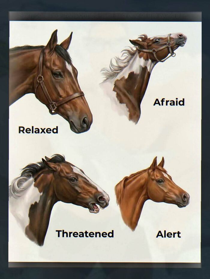 Wait, They Actually Made These Weird Memes? Yeah, We’re Confused Too!