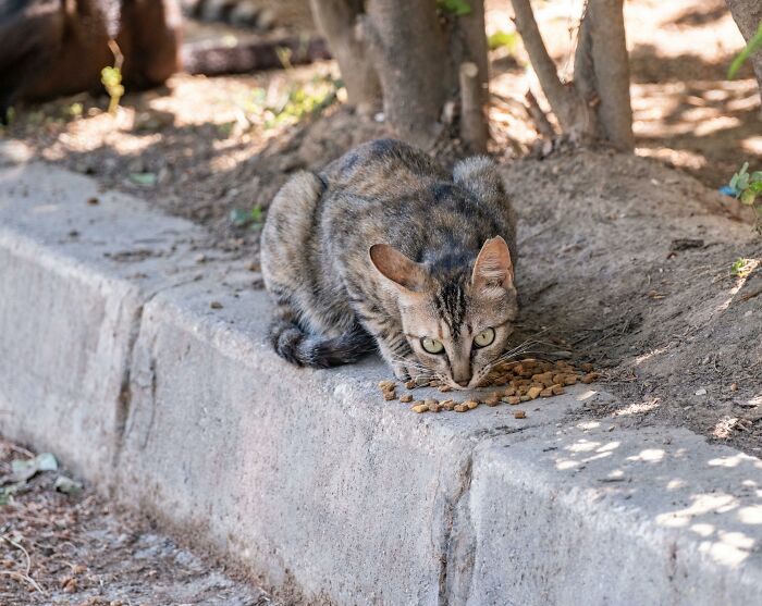 For Two Months, I Fed My Neighbor’s Cat Thinking It Was Stray