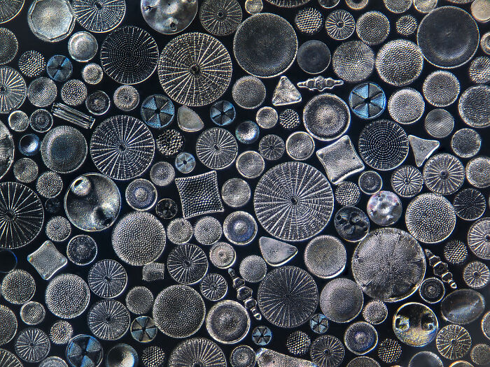 Check Out These Mind-Blowing Nature Patterns That Look Like Secret Art