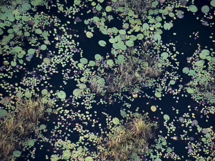 Check Out These Mind-Blowing Nature Patterns That Look Like Secret Art