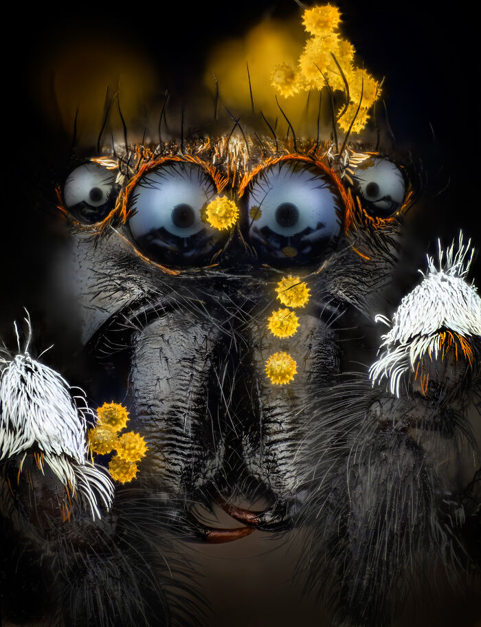 “Pollen Grains On A Jumping Spider” — Javier Rupérez