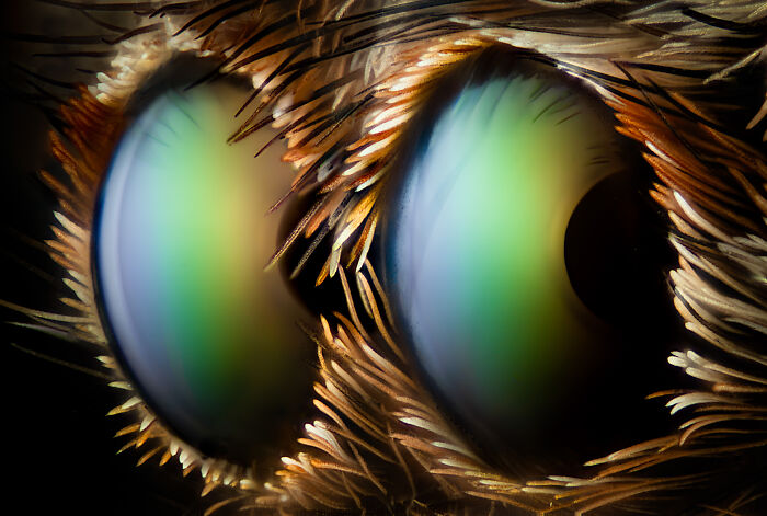 “Two Anterior Median Eyes Of A Jumping Spider” — Walter Ferrari