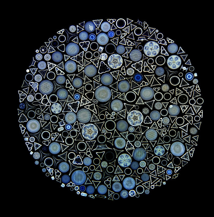 “Diatom Arrangement” — Jan Rosenboom