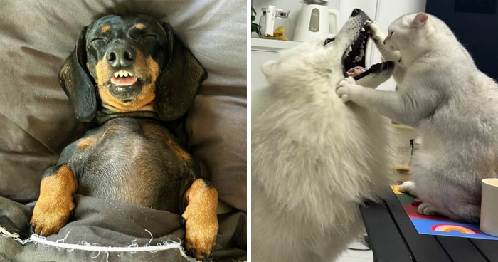 Get Ready to Smile: 30 Dogs Doing All The Silly, Cute Things