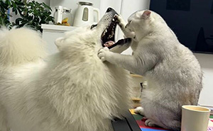 Get Ready to Smile: 30 Dogs Doing All The Silly, Cute Things
