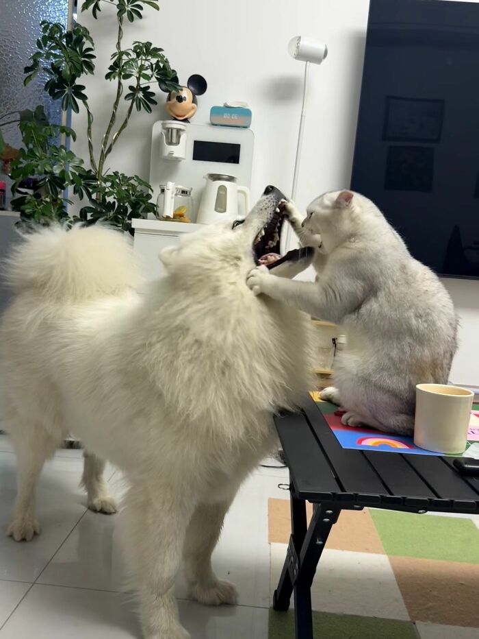 Get Ready to Smile: 30 Dogs Doing All The Silly, Cute Things