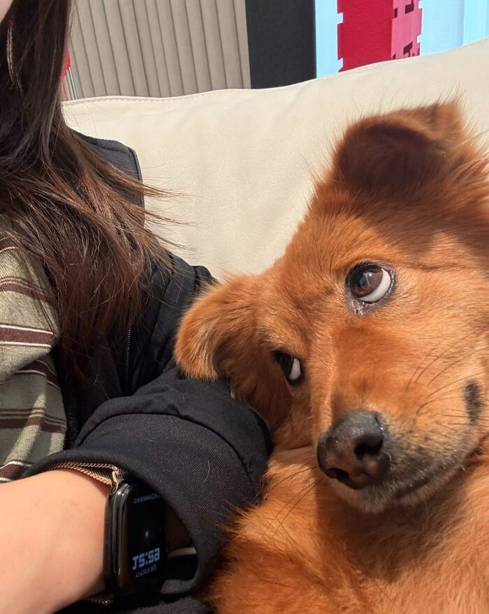 Get Ready to Smile: 30 Dogs Doing All The Silly, Cute Things