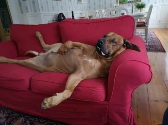 Get Ready to Smile: 30 Dogs Doing All The Silly, Cute Things