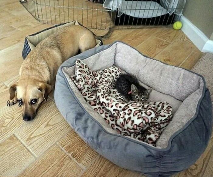 Get Ready to Smile: 30 Dogs Doing All The Silly, Cute Things
