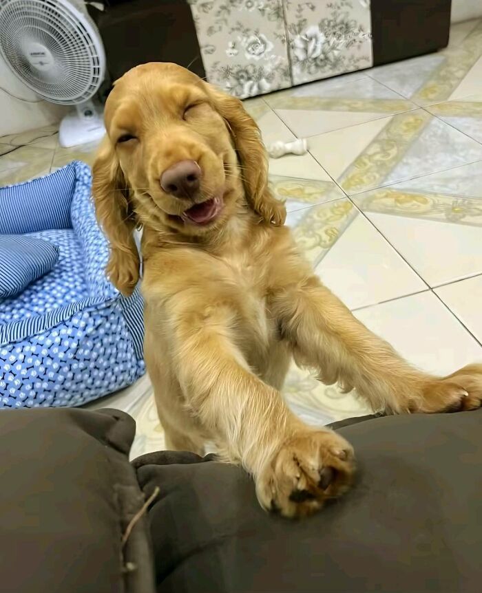 Get Ready to Smile: 30 Dogs Doing All The Silly, Cute Things