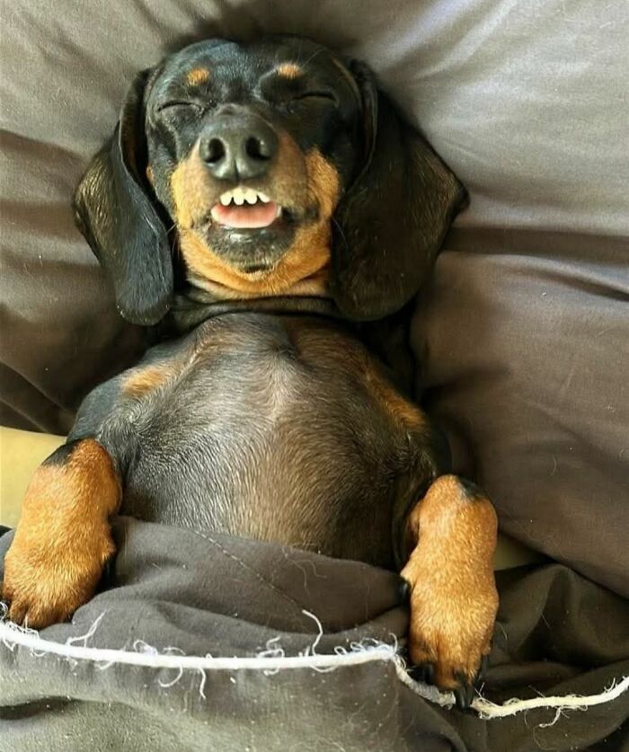 Get Ready to Smile: 30 Dogs Doing All The Silly, Cute Things
