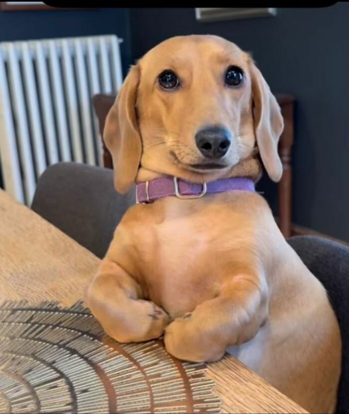 Get Ready to Smile: 30 Dogs Doing All The Silly, Cute Things