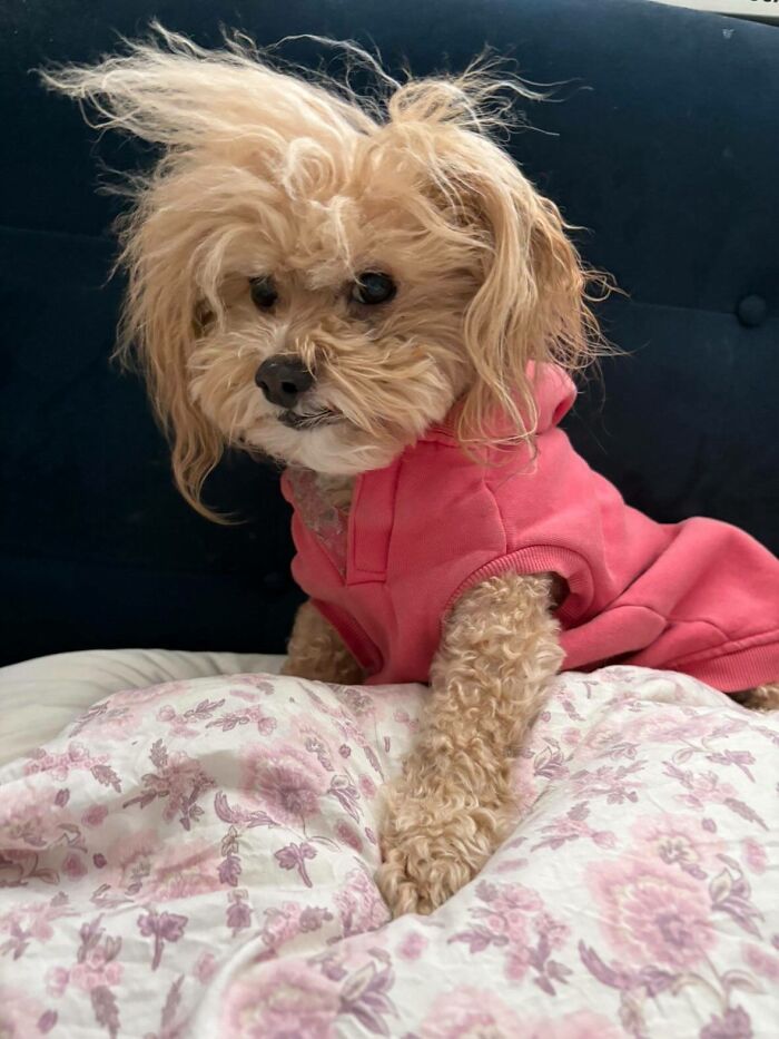 Get Ready to Smile: 30 Dogs Doing All The Silly, Cute Things