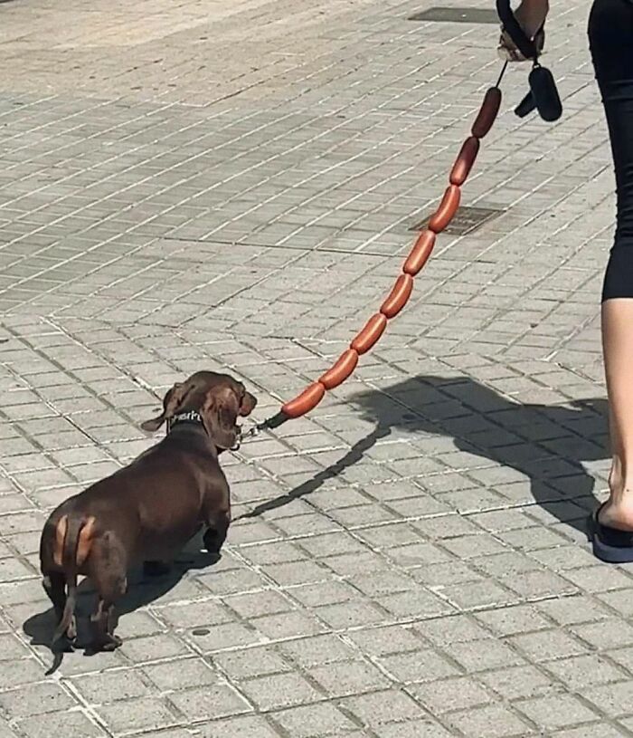 Get Ready to Smile: 30 Dogs Doing All The Silly, Cute Things